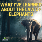 What I’ve Learned About The Law of Elephants